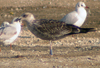juvenile LBBG, ringed in the Netherlands.